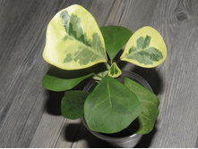 ����� Triangularis yellow variegata
