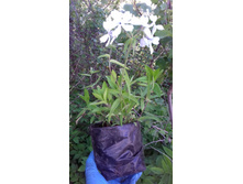 ����� ������������� ���� ������, �������� ����