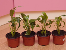 �� 50� ���������