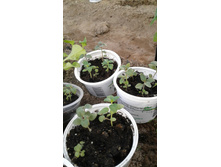 �������� ���