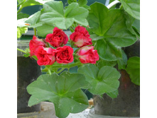 PAC Purple Sybil. ������ ��������