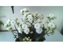 IMG 20141224 190338.jpg