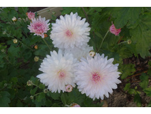 ��������� ���������� "��������� ���� "