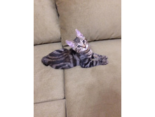 ���������� �������