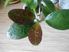 naumannii.