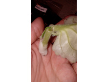 IMG 20180522 205922.jpg