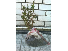 ���� ���� �����-���������