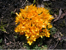 ������ (��� �������)