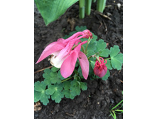 ��������� �� �����