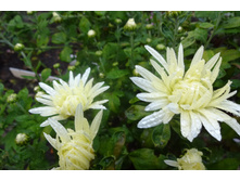 ��������� ���������� "������� ������ "