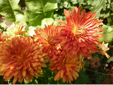 ��������� ����������  ��������"