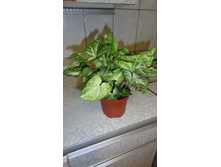 ��������� ����� (S. Arrow)