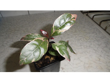 ��������������� ��������