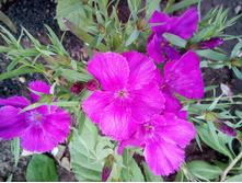 IMG 20180527 155721.jpg