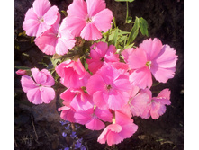 IMG 20180526 183036.jpg