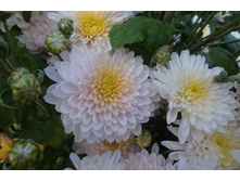 ��������� ���������� " �������� ������������� "