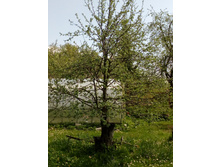 IMG 20180515 093834.jpg