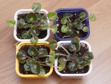 ����� �� 50� Ma's Melody Girl