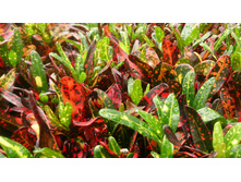 ������ Croton 'Bush on Fire'