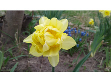 ������� �������� (�ϣ ����)