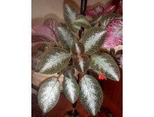 ������� cupreata-metallica.jpg