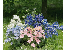 ���������� ���������� ����