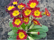 ������� �������� � ������