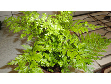 ��������� �������������� (Asplenium bulbiferum).