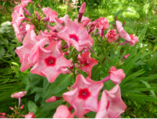 ��� ������