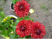 ����� ���� ���������� ������