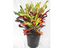 ������ Codiaeum variegatum 'Curly Boy'