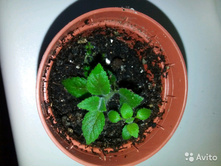 ������� Queen Victoria -80 ���.