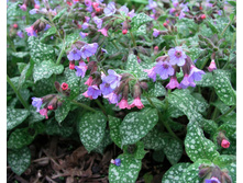 ��������.