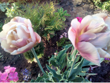 IMG 20180526 183640.jpg