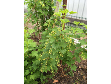 ������� ������