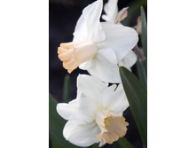 ������� �����