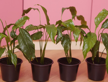 �� 100� 13��