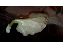 IMG 20180522 205702.jpg