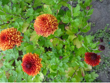 ����� ���� ���������� ������