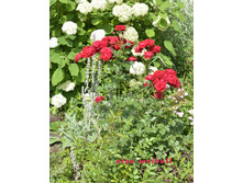 ���� ���������� Nina Weibull