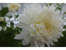 ��������� ���������� "�������� ����������"