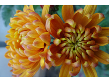 ��������� ���������� "������ ������� "