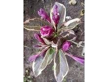 IMG 20180527 155207.jpg