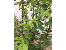 ������� �������� �� �����- ������ ����.