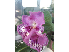 ���������� ��������