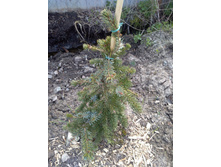 ��� �������� ������� ����� (Pendula Bruns)