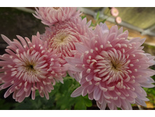 ��������� ���������� "������� ��� "