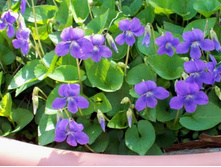 ������ ��������� ����, 50���.jpg