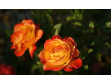 ���� ���������� �����. �2 300�