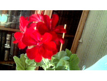 ���������� Solo(Ivi-������)